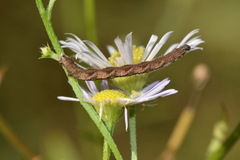 Eupithecia virgaureata