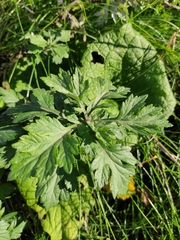 Artemisia vulgaris