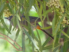 Curruca subcoerulea subcoerulea