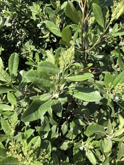 Heteromeles arbutifolia