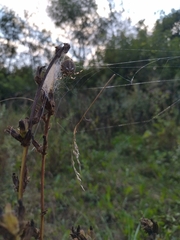 Araneus quadratus