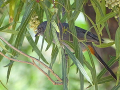 Curruca subcoerulea subcoerulea