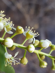 Prunus serotina virens