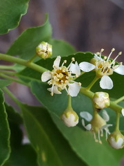 Prunus serotina virens