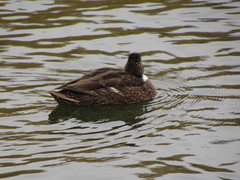 Anas platyrhynchos