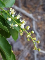Prunus serotina virens