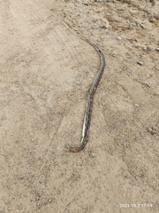 Pituophis lineaticollis