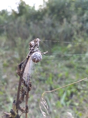 Araneus quadratus
