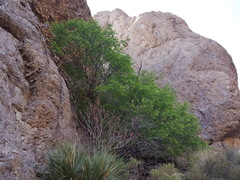 Prunus serotina virens