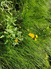 Hieracium umbellatum
