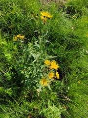 Hieracium umbellatum