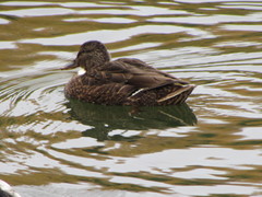 Anas platyrhynchos