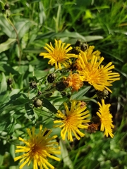 Hieracium umbellatum