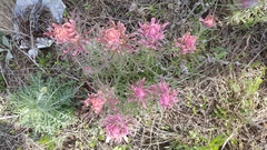 Castilleja citrina
