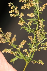 Artemisia alba