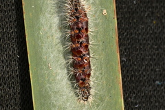 Aleiodes stigmator