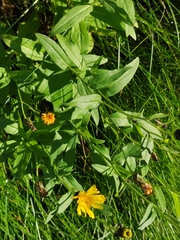 Hieracium umbellatum