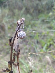 Araneus quadratus