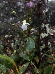 Silene stellata