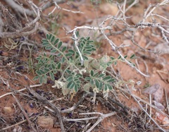 Astragalus sabulonum