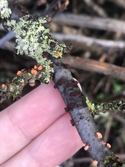 Nectria