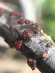 Nectria
