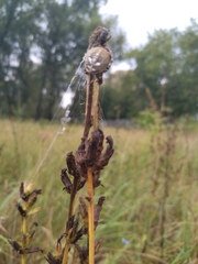 Araneus quadratus