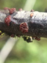 Nectria