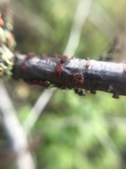 Nectria