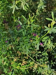 Medicago sativa
