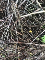 Nectria