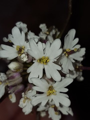 Dryopetalon runcinatum
