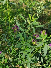 Medicago sativa