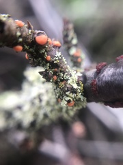 Nectria