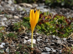 Crocus scharojanii
