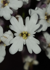 Dryopetalon runcinatum