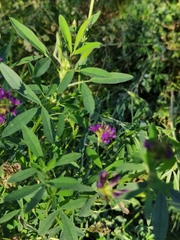 Medicago sativa