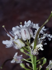 Dryopetalon runcinatum