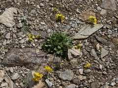 Draba hispida