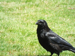 Corvus corone