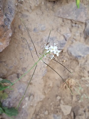 Dryopetalon runcinatum