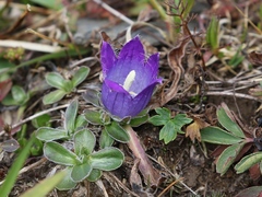 Campanula tridentata