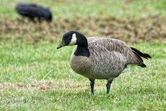 Branta canadensis parvipes