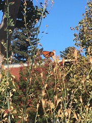 Danaus plexippus