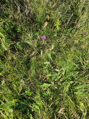 Centaurea jacea