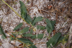 Euphorbia tuberosa