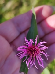Centaurea jacea