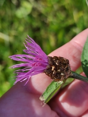 Centaurea jacea