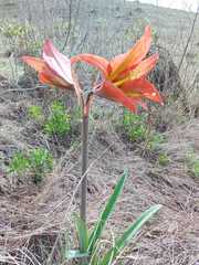 Hippeastrum glaucescens