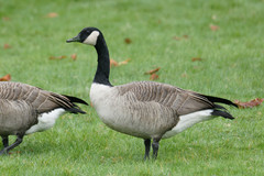 Branta canadensis moffitti
